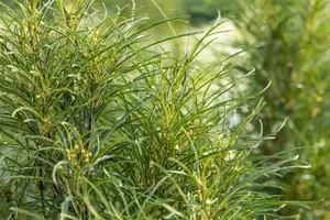 Frangula alnus 'Fine Line'? - MULTISTEM 150-175 CM C90 - image 2