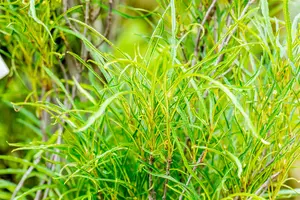 Frangula alnus 'Fine Line'? - MULTISTEM 150-175 CM C90 - image 5