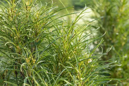 Frangula alnus 'Fine Line'? - SOLITAIR 150-175 CM C35 - image 1
