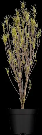Frangula alnus 'Fine Line'? - 150-175 CM C50 - image 1
