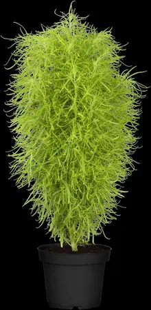 Frangula alnus 'Fine Line'? - 150-175 CM RB - image 2