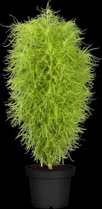 Frangula alnus 'Fine Line'? - 150-175 CM C50 - image 2