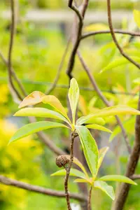 Franklinia alatamaha - 80-100 CM C3 WHIP - image 2