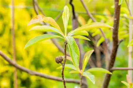 Franklinia alatamaha - 80-100 CM C3 WHIP - image 1
