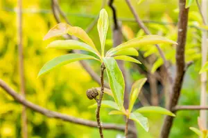 Franklinia alatamaha - 80-100 CM C3 WHIP - image 1