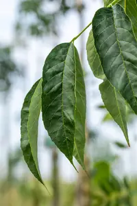 Fraxinus amer. 'Autumn Purple' - STD 10-12 CM CONT    - image 2