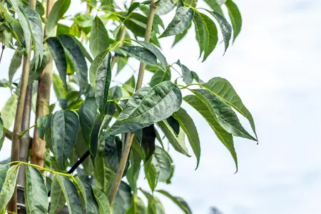 Fraxinus amer. 'Autumn Purple' - STDS 16-18 CM RB - image 4