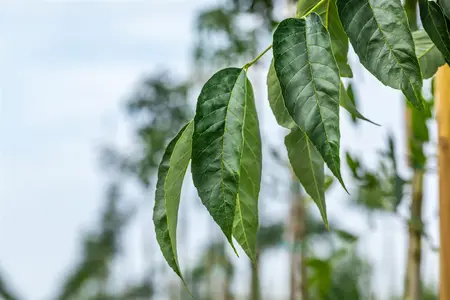 Fraxinus amer. 'Autumn Purple' - STD 10-12 CM CONT    - image 1