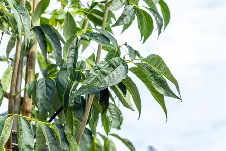 Fraxinus amer. 'Autumn Purple' - STEM 225 CM, GIRTH 14-16 CM RB - image 4