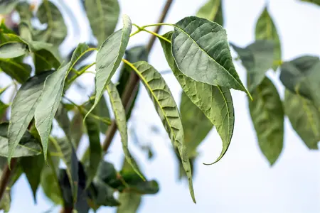Fraxinus amer. 'Autumn Purple' - STDS 16-18 CM RB - image 3