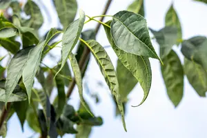 Fraxinus amer. 'Autumn Purple' - STDS 18-20 CM RB - image 3