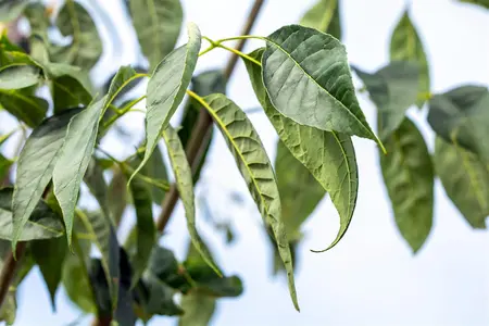 Fraxinus amer. 'Autumn Purple' - STEM 225 CM, GIRTH 14-16 CM RB - image 3