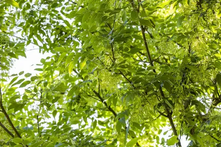 Fraxinus americana - 20-25 CM P9 - image 1