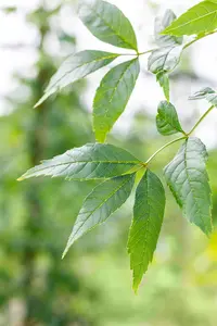 Fraxinus exc. 'Altena' - STD 14-16 CM CONT - image 4