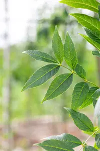 Fraxinus exc. 'Altena' - 175-200 CM BR WHIP - image 5