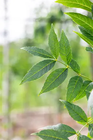 Fraxinus exc. 'Altena' - 80-100 CM C5 WHIP - image 5