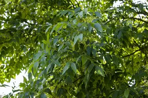 Fraxinus exc. 'Altena'