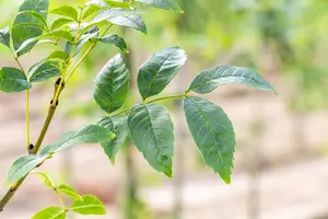 Fraxinus exc. 'Altena' - STDS 6-8 CM CONT - image 2