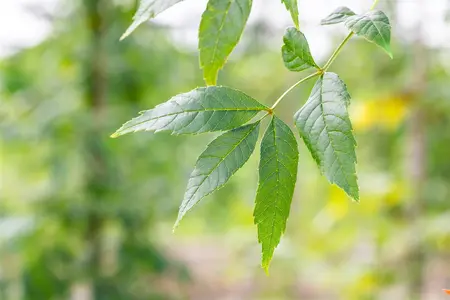 Fraxinus exc. 'Altena' - STDS 6-8 CM - image 2