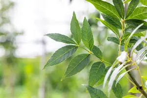 Fraxinus exc. 'Altena' - STDS 6-8 CM RB - image 4