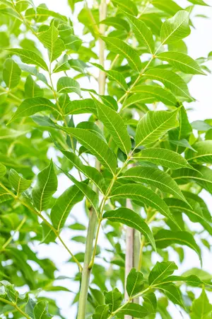Fraxinus exc. 'Westhof's Glorie' - STD 10-12 CM CONT    - image 5