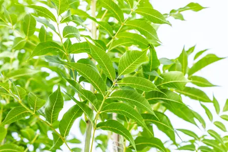 Fraxinus exc. 'Westhof's Glorie' - STDS 18-20 CM RB - image 4