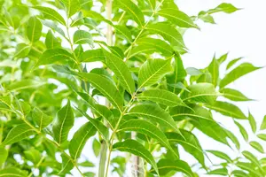 Fraxinus exc. 'Westhof's Glorie' - STDS 18-20 CM RB - image 4