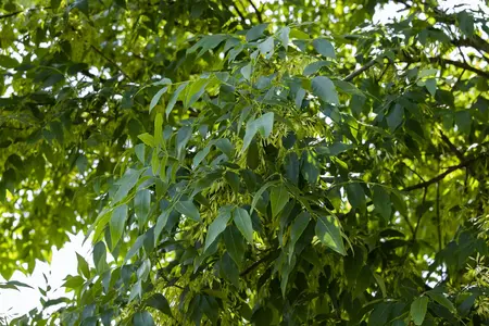 Fraxinus exc. 'Westhof's Glorie' - STD 10-12 CM CONT    - image 1