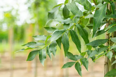 Fraxinus exc. 'Westhof's Glorie' - STD 10-12 CM CONT    - image 3