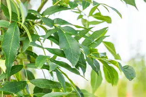 Fraxinus exc. 'Westhof's Glorie' - STDS 18-20 CM RB - image 2