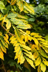Fraxinus excelsior - 80-100 CM C7.5 - image 5
