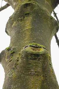 Fraxinus excelsior - STD 8-10 CM CONT     - image 2