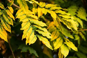 Fraxinus excelsior - STD 8-10 CM CONT     - image 4