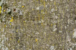 Fraxinus excelsior - 150-175 CM FTH WHIP BR - image 1