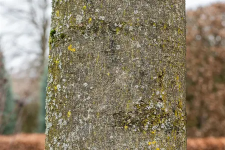 Fraxinus excelsior - 175-200 CM BR WHIP - image 3