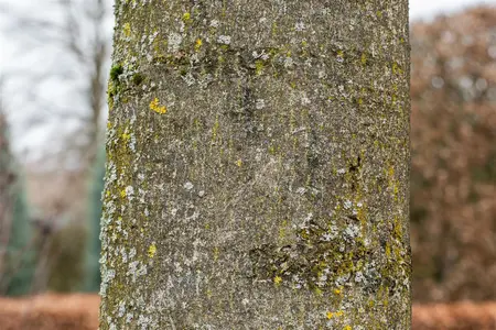 Fraxinus excelsior - STDS 6-8 CM RB - image 3