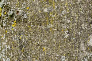 Fraxinus excelsior - 125-150 CM C7.5 WHIP - image 1