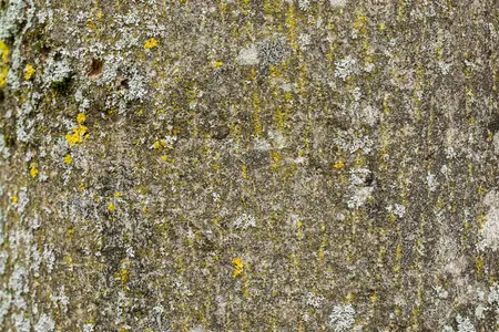 Fraxinus excelsior - MULTISTEM 175-200 CM RB - image 1