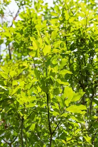 Fraxinus ornus - STDS 12-14 CM CONT - image 3