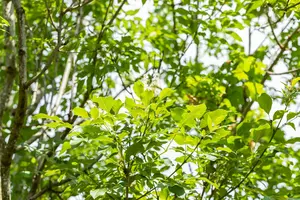 Fraxinus ornus