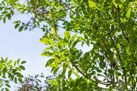 Fraxinus ornus - STDS 12-14 CM CONT - image 2