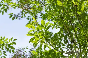 Fraxinus ornus - STDS 12-14 CM CONT - image 2