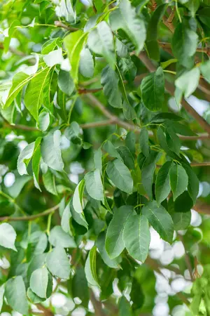 Fraxinus ornus 'Meczek' - STEM 200 CM, GIRTH 14-16 CM RB - image 4