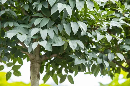 Fraxinus ornus 'Meczek' - STD 10-12 CM CONT    - image 2