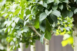 Fraxinus ornus 'Meczek' - STD 10-12 CM CONT    - image 3