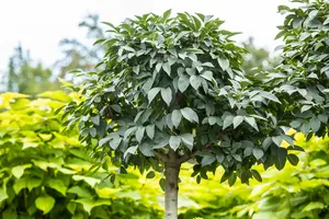 Fraxinus ornus 'Meczek' - STD 10-12 CM CONT    - image 4