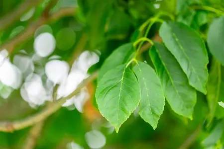 Fraxinus ornus 'Meczek' - STEM 225 CM, GIRTH 12-14 CM RB - image 5
