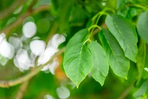 Fraxinus ornus 'Meczek' - STEM 225 CM, GIRTH 18-20 CM RB - image 5