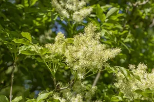 Fraxinus ornus 'Meczek'