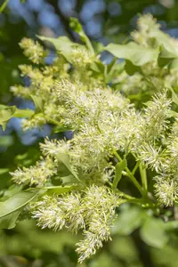 Fraxinus ornus 'Obelisk' - STDS 6-8 CM CONT - image 5